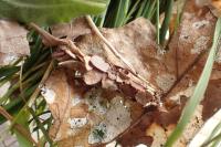 Canephora hirsuta
