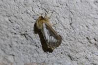 Korscheltellus lupulinus