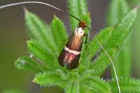 Adela australis