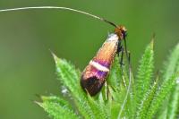 Adela australis