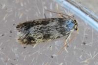 Stigmella