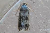 Stigmella