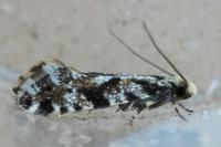 Nemapogon