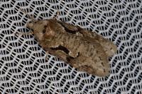 Semioscopis steinkellneriana