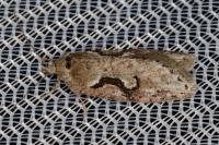 Semioscopis steinkellneriana