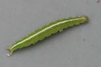 Ypsolopha scabrella