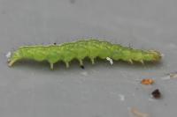 Ypsolopha scabrella