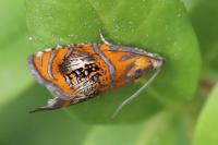 Olethreutes arcuella