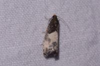 Notocelia cynosbatella