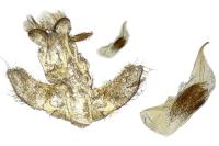 Agonopterix ferocella