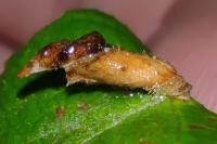 Coleophora lusciniaepennella