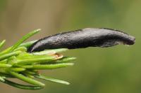 Coleophora pyrrhulipennella