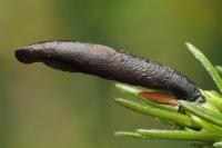 Coleophora pyrrhulipennella
