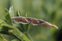 Coleophora calycotomella