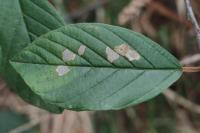 Coleophora ahenella