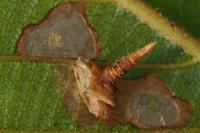 Coleophora ahenella