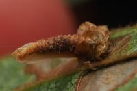 Coleophora ahenella