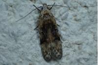 Altenia scriptella