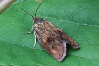 Ptycholoma lecheana