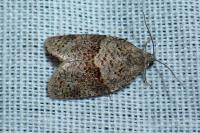 Syndemis musculana