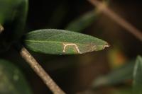 Rosetea rosetella