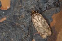Agonopterix ferocella