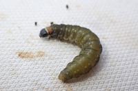 Choristoneura hebenstreitella