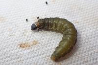 Choristoneura hebenstreitella