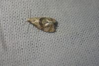 Gynnidomorpha alismana