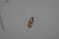 Gynnidomorpha alismana
