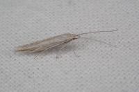 Coleophora dianthi