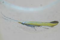 Coleophora