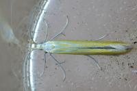 Coleophora