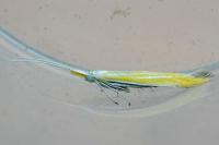 Coleophora