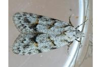 Symmoca signatella
