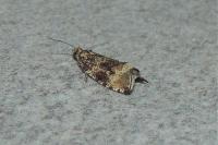 Celypha lacunana