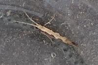 Plutella xylostella