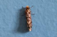Triaxomera parasitella