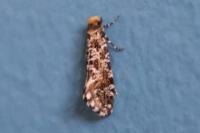 Triaxomera parasitella