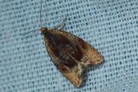 Eucosmomorpha albersana