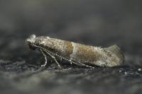 Cedestis subfasciella