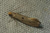 Tinea trinotella