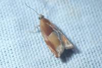 Ancylis mitterbacheriana