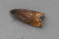 Pammene rhediella