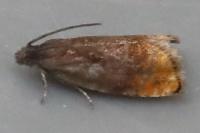 Pammene rhediella