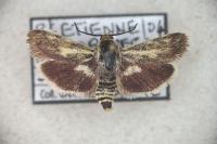 Brachodes pumila