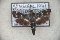 Brachodes pumila