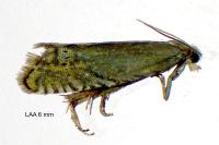 Grapholita gemmiferana