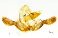 Grapholita gemmiferana