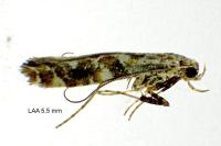 Gracillaria syringella